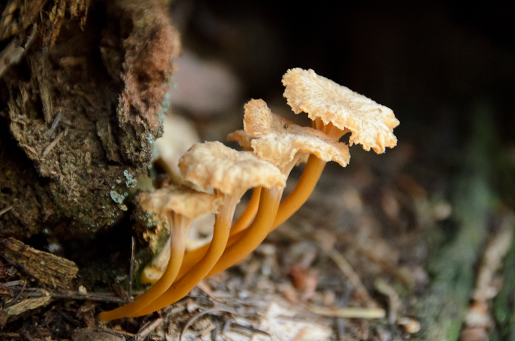 Foraging golden chanterelle mushrooms. Winter in California