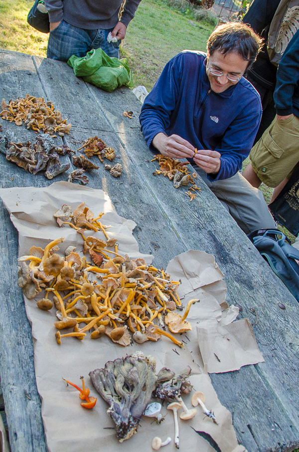 Sorting our haul. Wild mushroom foraging on an edible mushroom identification course in California.