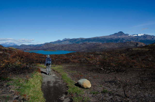 After the Fire in Torres del Paine National Park (10)