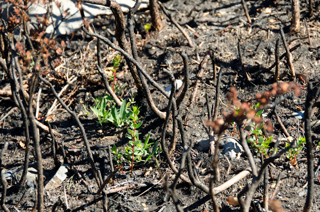 After the Fire in Torres del Paine National Park (2)