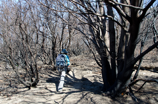 After the Fire in Torres del Paine National Park (4)