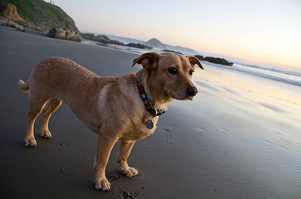 Traveling with your dog - My dog at Morro Beach