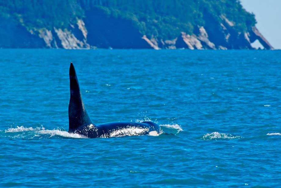 Orca, Kenai Fjords National Park, Alaska