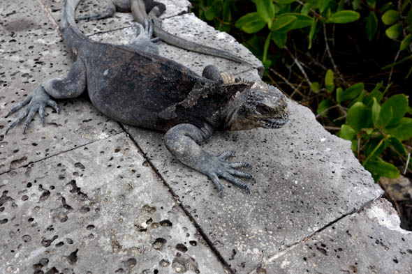 galapagos marine iguana