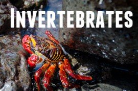 Guide to Galapagos Invertebrates