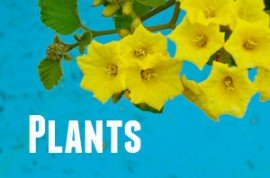 Guide to Galapagos Plants