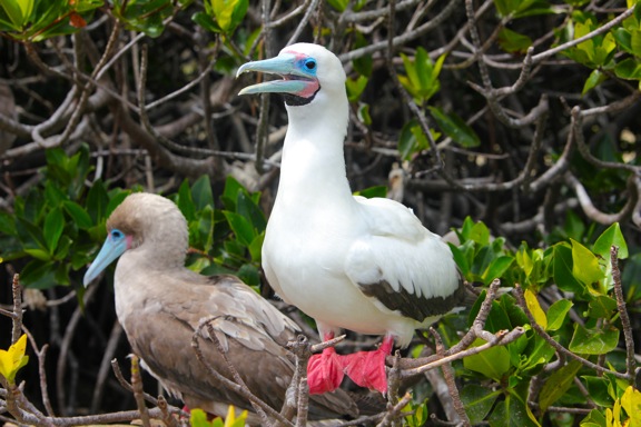 Galapagos Birds: Red-Footed Booby
