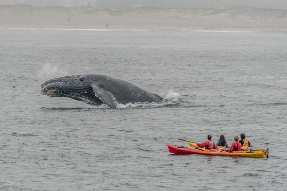 Humpback Whale near Kayakers in Monterey Bay, California