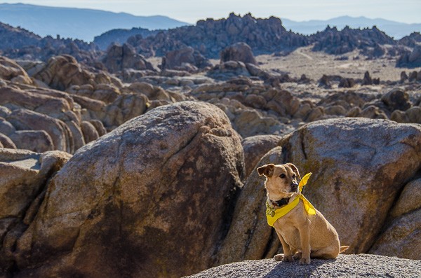 Posey in the Alabama Hills, California