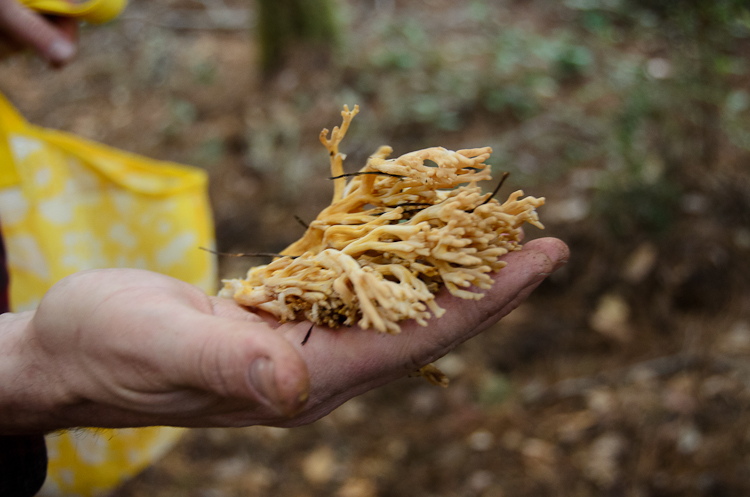 Coral mushrooms: Learning to identify edible mushrooms in California.