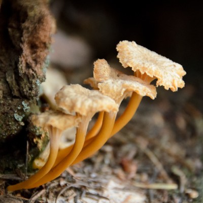 Foraging golden chanterelle mushrooms. Winter in California