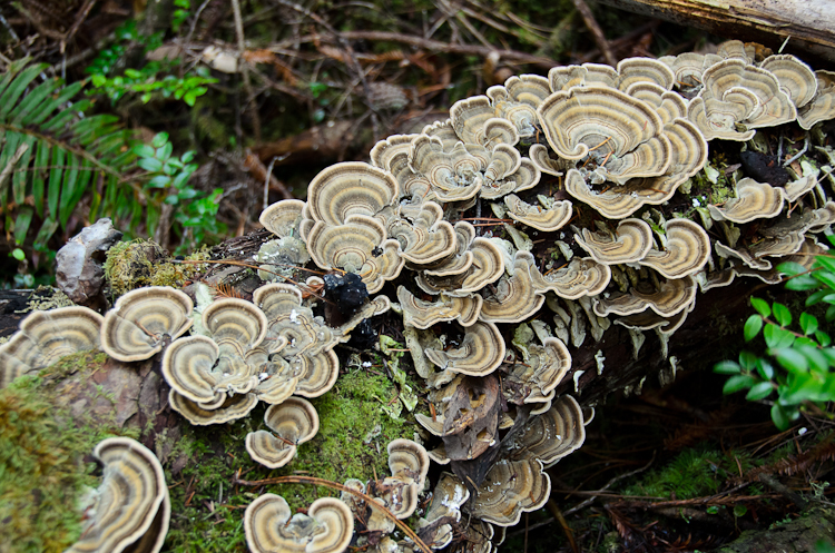Turkey tail mushrooms: Learning to identify edible wild mushrooms in California.