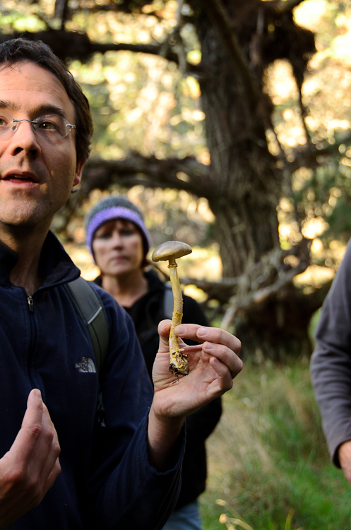 Learning to identify edible mushrooms in California. This one is a poisonous Death Cap mushroom! An edible wild mushroom identification course on the Northern California Coast.