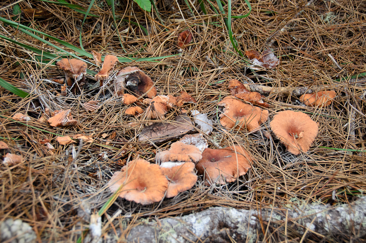 Candy Cap mushrooms. Learning to identify edible mushrooms in California.