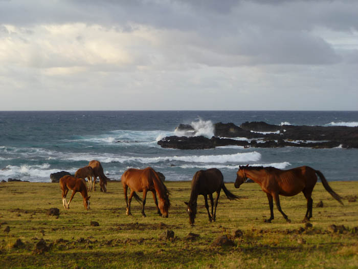 Wild Horses Grazing in the Early Morning