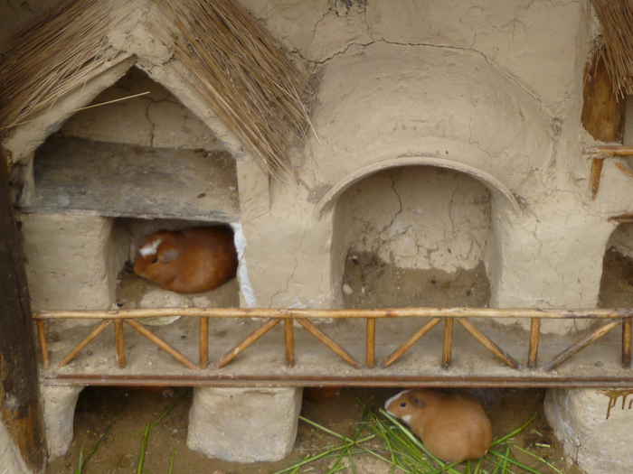 Guinea pig enclosure