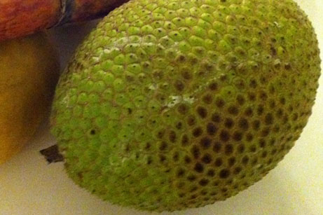 Breadfruit - Fruit of Hawaii