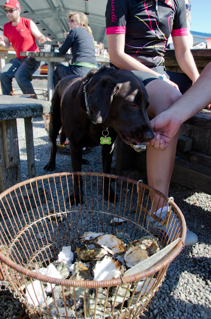 Foraging pooch - Hog Island Oyster Farm, Marshall, CA