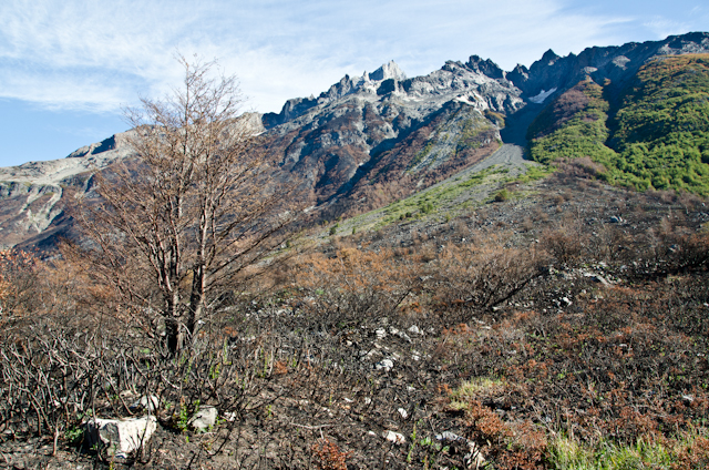 After the Fire in Torres del Paine National Park