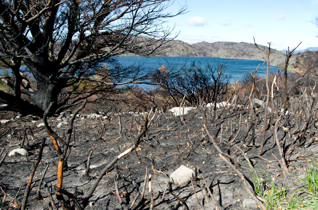 After the Fire in Torres del Paine National Park (3)
