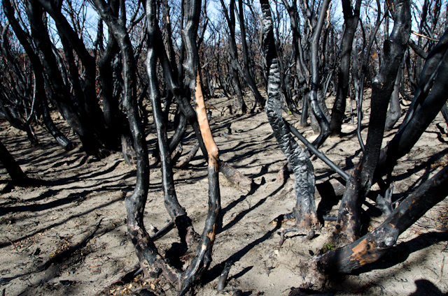 After the Fire in Torres del Paine National Park (5)
