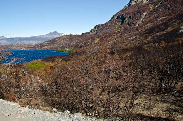 After the Fire in Torres del Paine National Park (6)