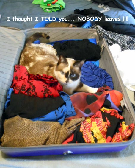 What to do with your pets when you travel | How to Find a Petsitter When You Go on Vacation