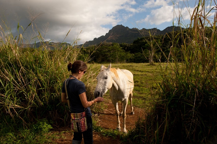 Horse in field, Kauai, Hawaii