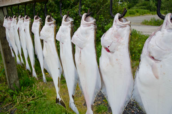 Fishing for Alaskan halibut