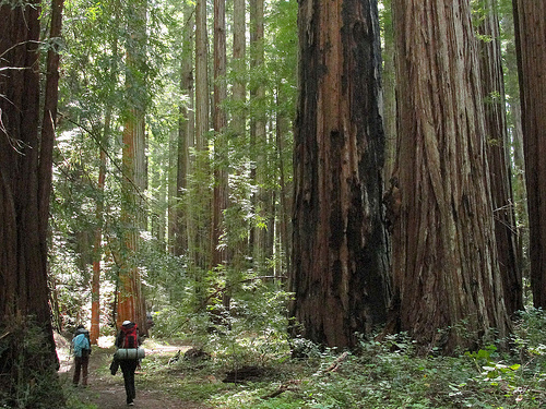 Humboldt-Redwoods-State-Park
