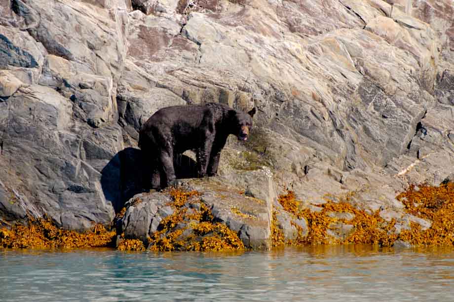 Alaskan Black Bear