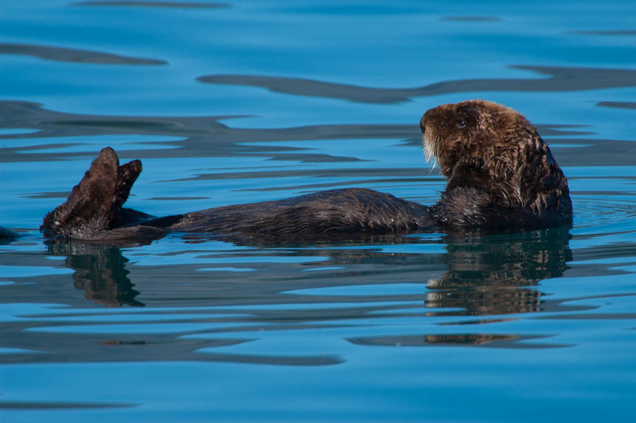 A sea otter relaxes in the calm bay waters, Alaska