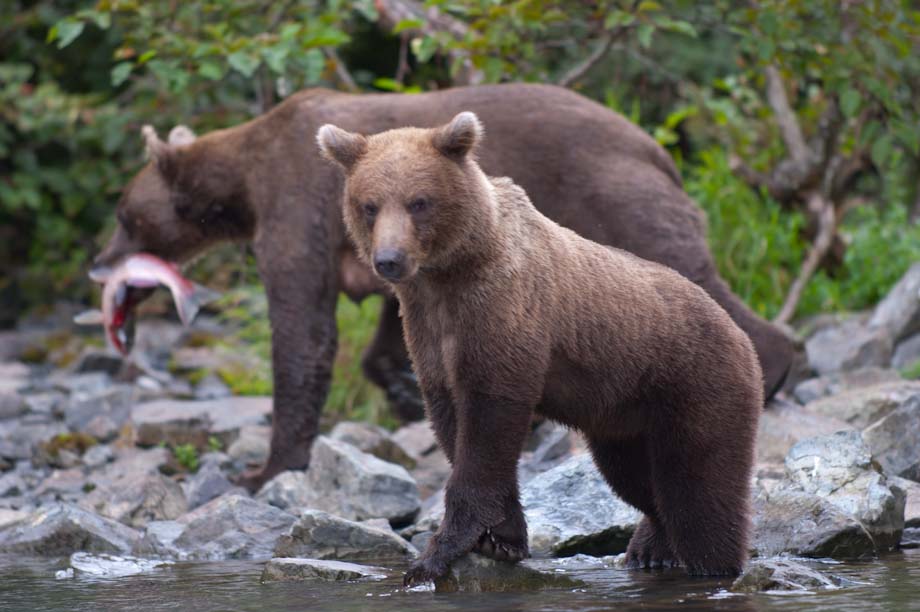 Alaskan Brown Bear female with cub