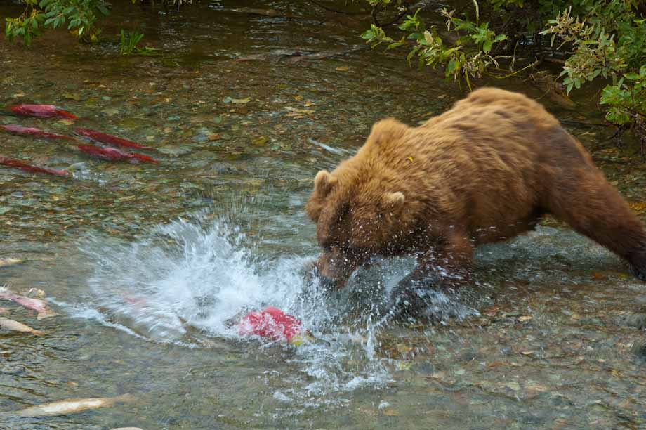 Alaskan Brown Bear catches her dinner