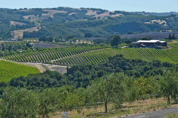 Olive Oil Tasting at Kiler Ridge Olive Oil, Paso Robles