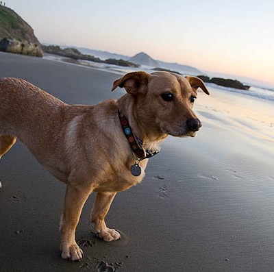 Tips for Traveling With Your Dog