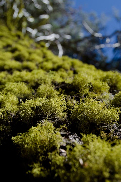 moss in yosemite national park