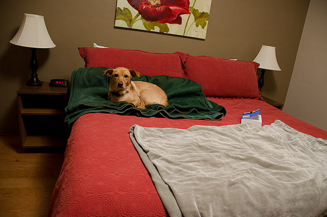 traveling with your dog - posey on hotel bed