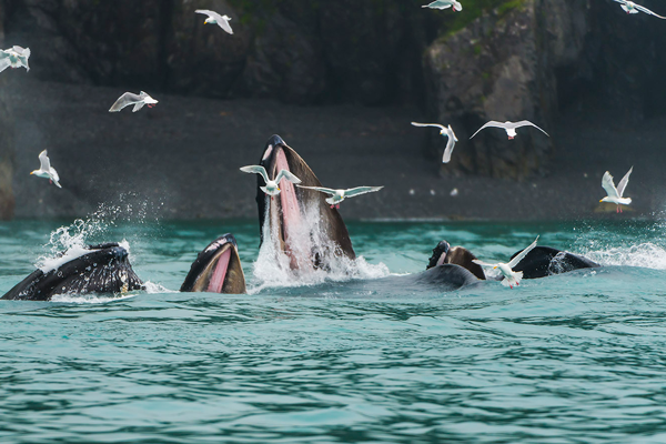 Humpback Whales Bubble Netting in Kenai Fjords, Alaska