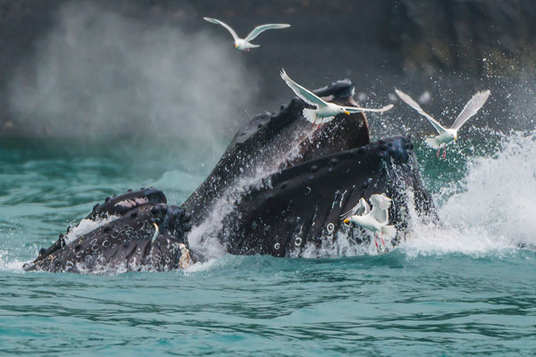 Humpback Whales Bubble Netting in Kenai Fjords, Alaska