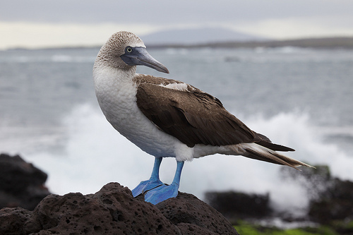 blue-footed-booby-galapagos
