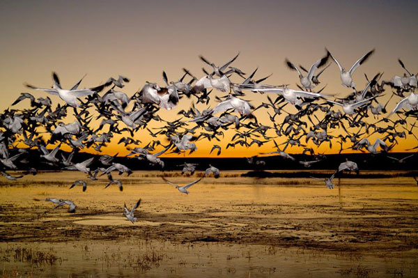 snow geese