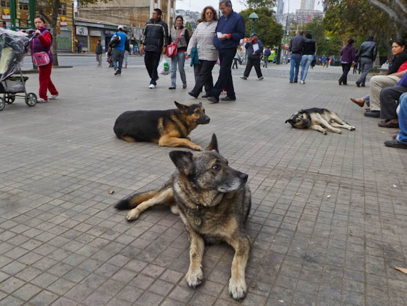 street-dogs-valparaiso