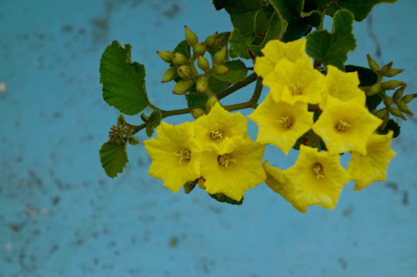 galapagos flowers