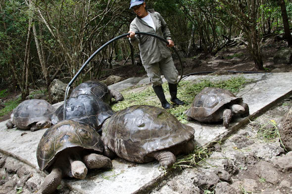 galapagos-giant-tortoises-floreana