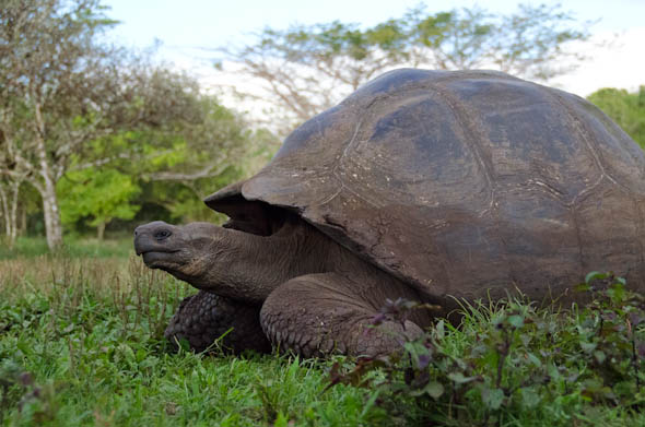galapagos-giant-tortoise-3