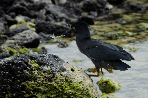 galapagos-lava-heron-3