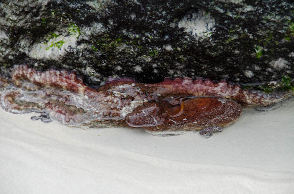 galapagos-reef-octopus-3