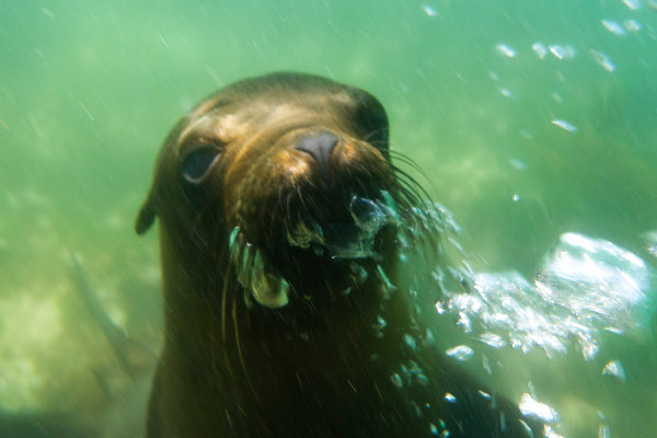 Sea Lion Galapagos