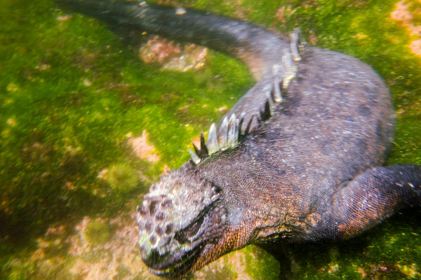 Galapagos Marine Iguana Underwater
